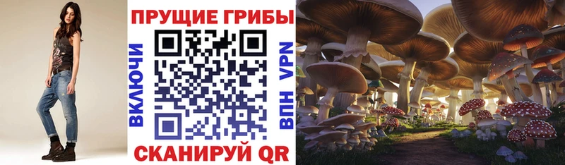 Псилоцибиновые грибы Cubensis наркошоп Облучье
